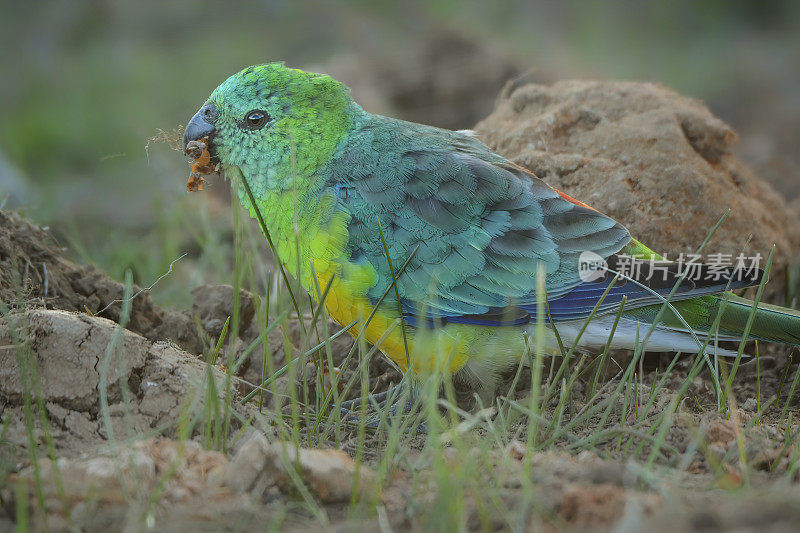 红作鹦鹉(Psephotus haematonotus)